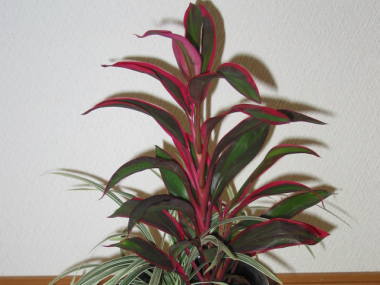 �R���f�B���l