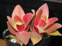 �N���b�X��