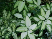 �f�B�t�F���o�L�A