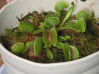 �n�G�g���\�E