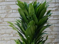 �h���Z�i�E�R���p�N�^