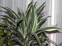 �h���Z�i�E���[�l�b�L�[