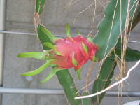 �h���S���t���[�c