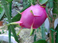 �h���S���t���[�c