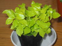 �f�������^���C��