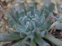 �G�P�x���A