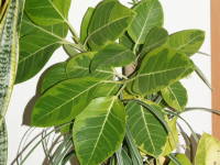 �t�B�J�X�E�A���e�B�V�[�}