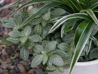 �t�B�b�g�j�A