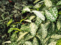 �h���Z�i�E�S�b�h�Z�t�B�A�i