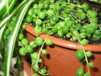 �O���[���l�b�N���X