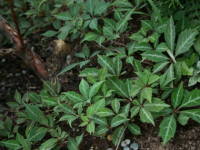 �w�����[�d�^