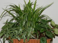 �C���h�`���E����