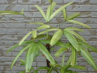 �J���m���`�N