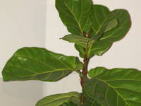 �J�V���o�S���m�L