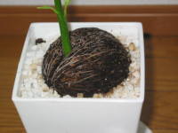 �P���x��