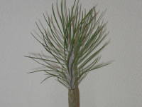 �N���C�j�A�E�l���C�t�H��