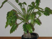 �N�b�J�o��