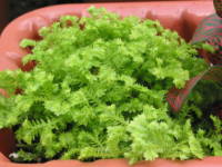 �N�b�V�������X