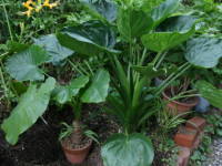 �N���Y�C��