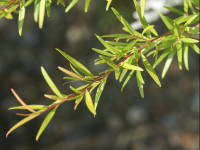 �������e�B�[�c���[