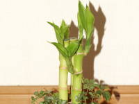 �~���I���o���u�[