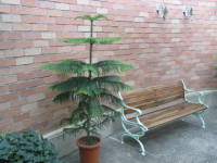 �A���[�J���A