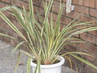 �j���[�T�C����