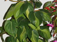 �t�B���f���h�����E�I�L�V�J���W�E��