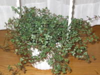 �s���A�E�O���E�J�E�O���C�W�[