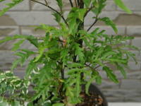 �|���V���X