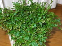 ���C���{�[�t�@��