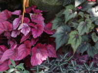 ���b�N�X�x�S�j�A