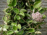 �T�N������