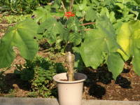 �T���S�A�u���M��