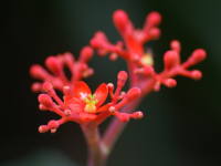 ���g���t�@�E�{�_�O���J