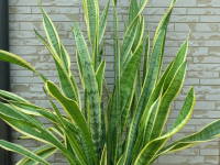 �T���X�x���A