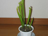 �T���Z�j�A