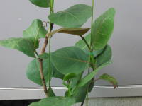 �V�[�O���[�v