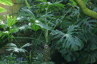 �t�B���f���h�����E�Z���[��