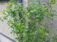 �V���N�W���X�~��