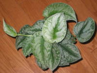 �V���t�J�Y��