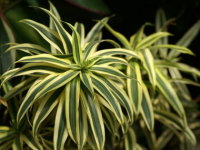 �h���Z�i�E���t���N�T�i�\���O�I�u�C���f�B�A�j