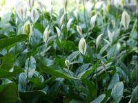 �X�p�e�B�t�B����