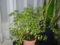 �X�e���I�X�y���}��