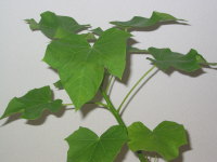 �V���{���ʂ̖�