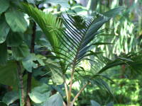 �g�b�N�����V