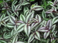 �g���f�X�J���`�A