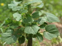 �E���J���[�i