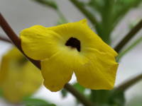 �E���J���[�i