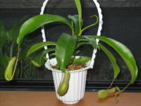 �E�c�{�J�Y��